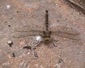 Large dragonfly on the ground before flying Royalty Free Stock Photo