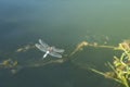 Large dragonfly in hovering flight over water. Close up