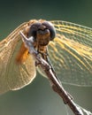 a large dragonfly with its wings spread out to dry on top