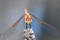 Large dragonfly Odonata with red and blue eyes resting on a lavender plant, Cape Town Royalty Free Stock Photo