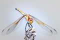 Large dragonfly Odonata with red and blue eyes resting on a lavender plant, Cape Town