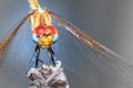 Large dragonfly Odonata with red and blue eyes resting on a lavender plant, Cape Town Royalty Free Stock Photo