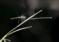 Large Dragonfly Perching on the leaf of the Plant