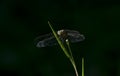 Large Dragonfly Perching on the seed pod of small plant branch