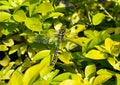 Large Dragonfly resting on a yellow bush.