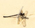 Large Dragonfly on the sandy Beach
