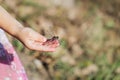 Large dragonfly with a torn wing sits in the palm of a child Royalty Free Stock Photo