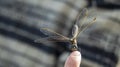 a large dragonfly sits on a human finger,