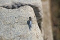 Large dragonfly sunbathes on a stone Royalty Free Stock Photo