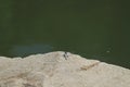a Large dragonfly sunbathes on a warm stone Royalty Free Stock Photo
