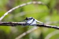 Large dragonfly on a tree forest in Madagascar Royalty Free Stock Photo
