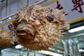 Dried Puffa Fish Hanging in a shop, Hong Kong. Royalty Free Stock Photo