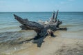 Large driftwood on the beach Royalty Free Stock Photo