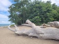 Large Driftwood On Beach At Lake Erie In New York