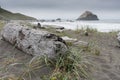 Large Driftwood on Dark Beach with Sand Grass