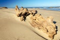 Large Driftwood Royalty Free Stock Photo