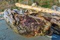 Large Driftwood Pile