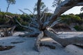 Large driftwood on secluded Florida beach Royalty Free Stock Photo