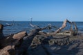 Large driftwood on secluded Florida beach