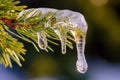 large drip at the tip of a melting icicle on a pine branch