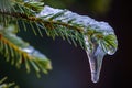 large drip at the tip of a melting icicle on a pine branch