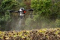 The farmer is spraying the sunflower field remotly with a DJI T20 Agras drone Royalty Free Stock Photo