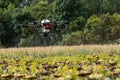 The farmer is spraying the sunflower field remotly with a DJI T20 Agras drone Royalty Free Stock Photo