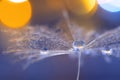 A large drop of dew on a dandelion. Beautiful stylish macro. background bokeh.