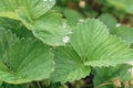 A large drop of water on the edge of a green strawberry leaf Royalty Free Stock Photo