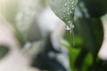 A large drop of water flows down from the fresh green macro leaf. Nature background. Summer, spring concepts Royalty Free Stock Photo