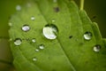 Large drop of water in the middle of small on a green leaf