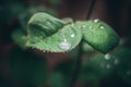 A large drop of water on a rose leaf, after it rained