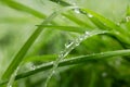 Large Drop Of Water Sparkles In Sunshine On A Leaf Of Grass Close-up Macro. Grass In Morning Dew In The Spring Summer On A Green