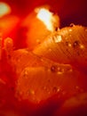 Large droplets of water on tulip petals. Abstraction. Macro. Post card. Royalty Free Stock Photo