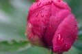 Large drops of dew on a bud of red peony. Blooming flower after rain. Close-up Royalty Free Stock Photo