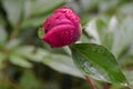 Large drops of dew on a bud of red peony. Blooming flower after rain. Paeonia plant for gardening and landscape design Royalty Free Stock Photo