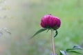 Large drops of dew on a bud of red peony. Blooming flower after rain. Paeonia plant for gardening and landscape design. Close-up Royalty Free Stock Photo
