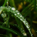 Large drops of dew on green grass. Artistic close-up photo Royalty Free Stock Photo