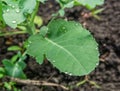 Large drops of dew on one green leaf of young cabbage in the garden. Royalty Free Stock Photo