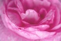 Large drops of dew on pink rose petals close-up. Texture. Blurry