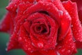 Large drops of dew on a red rose flower