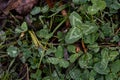 Large drops of water dew on the leaves of clover. Royalty Free Stock Photo