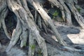 dry cypress roots, a tree in the ground. background for the design.
