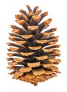 Large dry pine cone vertical standing close-up isolated on white background