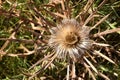 Large dry thistle in the mountains. Munilla  La Rioja. Royalty Free Stock Photo