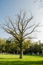 Large dry tree without leaves and on green leaves, concept of dryness surrounded by life