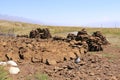 a large dung heap as heating fuel on a horse farm in Kyrgyzstan, Central Asia