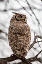 Large Eagle owl in tree Royalty Free Stock Photo