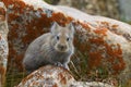 Large eared Pika, Ochotona macrotis, Khardung village, Jammu and Kashmir