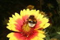 Large Earth Bumblebee (Bombus terrestris)